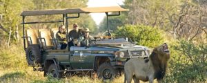 Safari sur-mesure en Afrique du sud