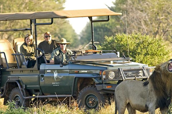 Safari sur-mesure en Afrique du sud