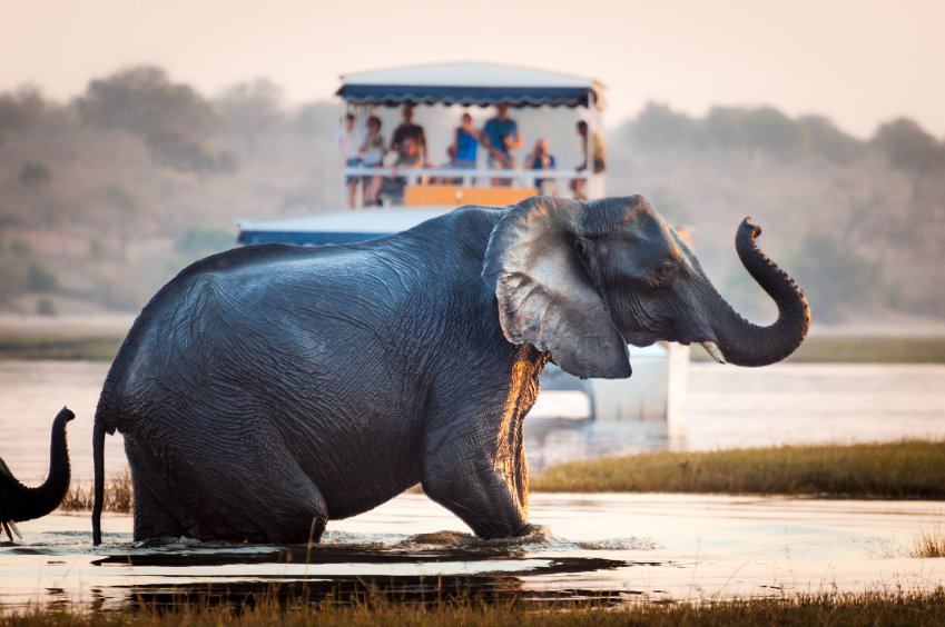 Botswana safari